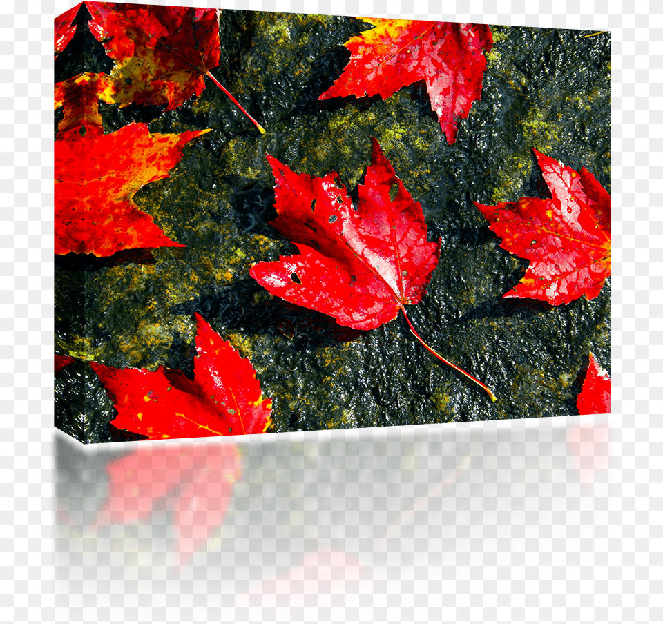 Fall Foliage Maple Leaf, Plant, Tree, Maple Leaf, Animal Png