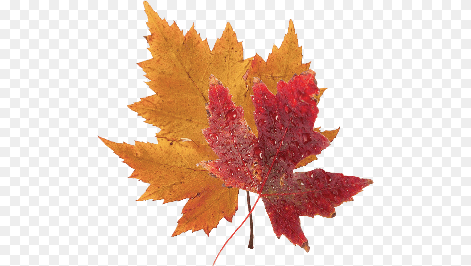 Fall Foliage Real Fall Leaves Transparent, Leaf, Plant, Tree, Maple Free Png Download