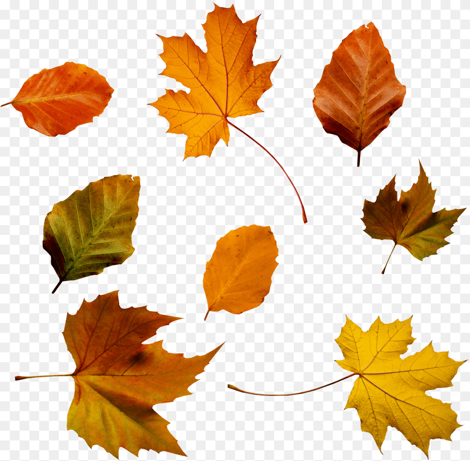 Fall Foliage Transparent Autumn Leaf Psd Png Image