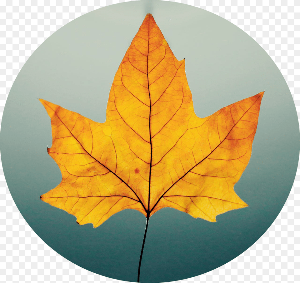 Fall Leaf, Plant, Tree, Maple Leaf Free Transparent Png
