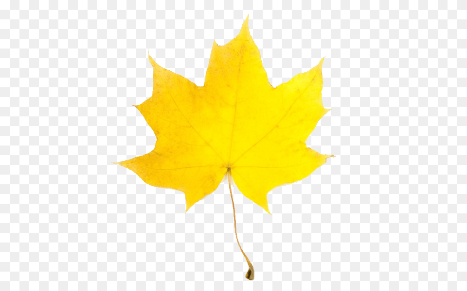 Fall Leaf, Maple Leaf, Plant, Tree, Maple Free Transparent Png