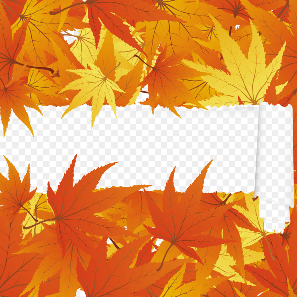 Fall Leaf Border, Maple, Plant, Tree, Maple Leaf Png