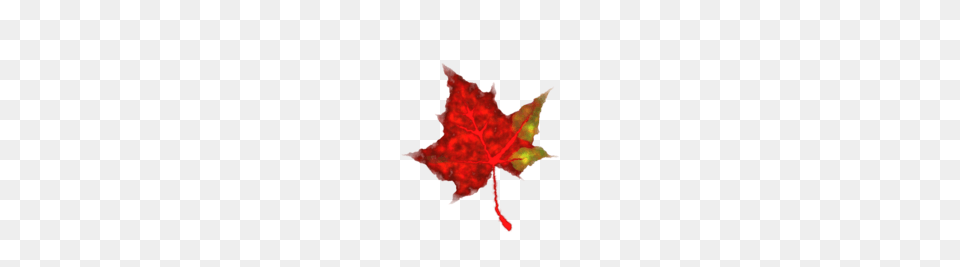 Fall Leaf Clip Art, Plant, Tree, Maple Leaf, Maple Free Transparent Png