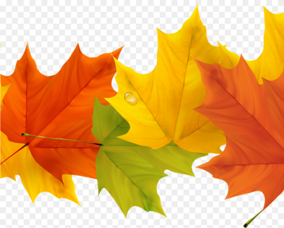 Fall Leaf Clip Art 19 Graphic Fall Leaves, Plant, Tree, Maple Leaf, Person Png Image