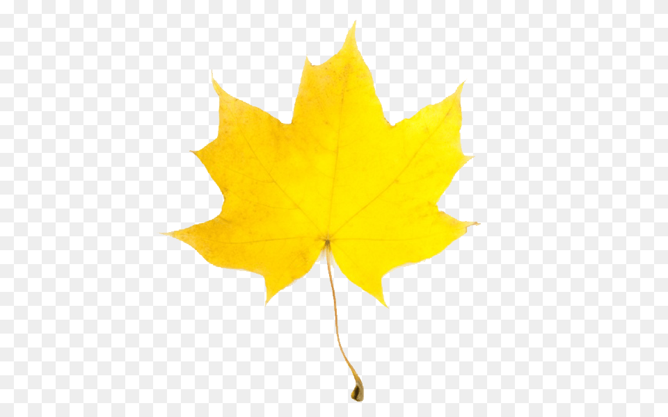 Fall Leaf Clip Art, Maple Leaf, Plant, Tree, Maple Png