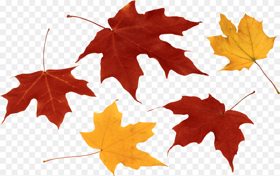 Fall Leaf Clip Art Black And White Image Free Png Download