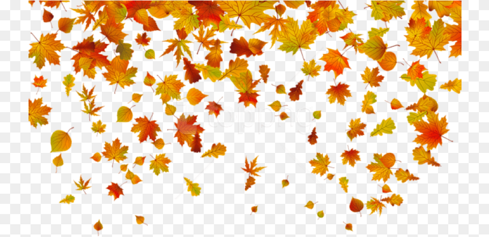 Fall Leaf Clipart Background Fall Leaves, Plant, Tree, Maple Leaf, Maple Png
