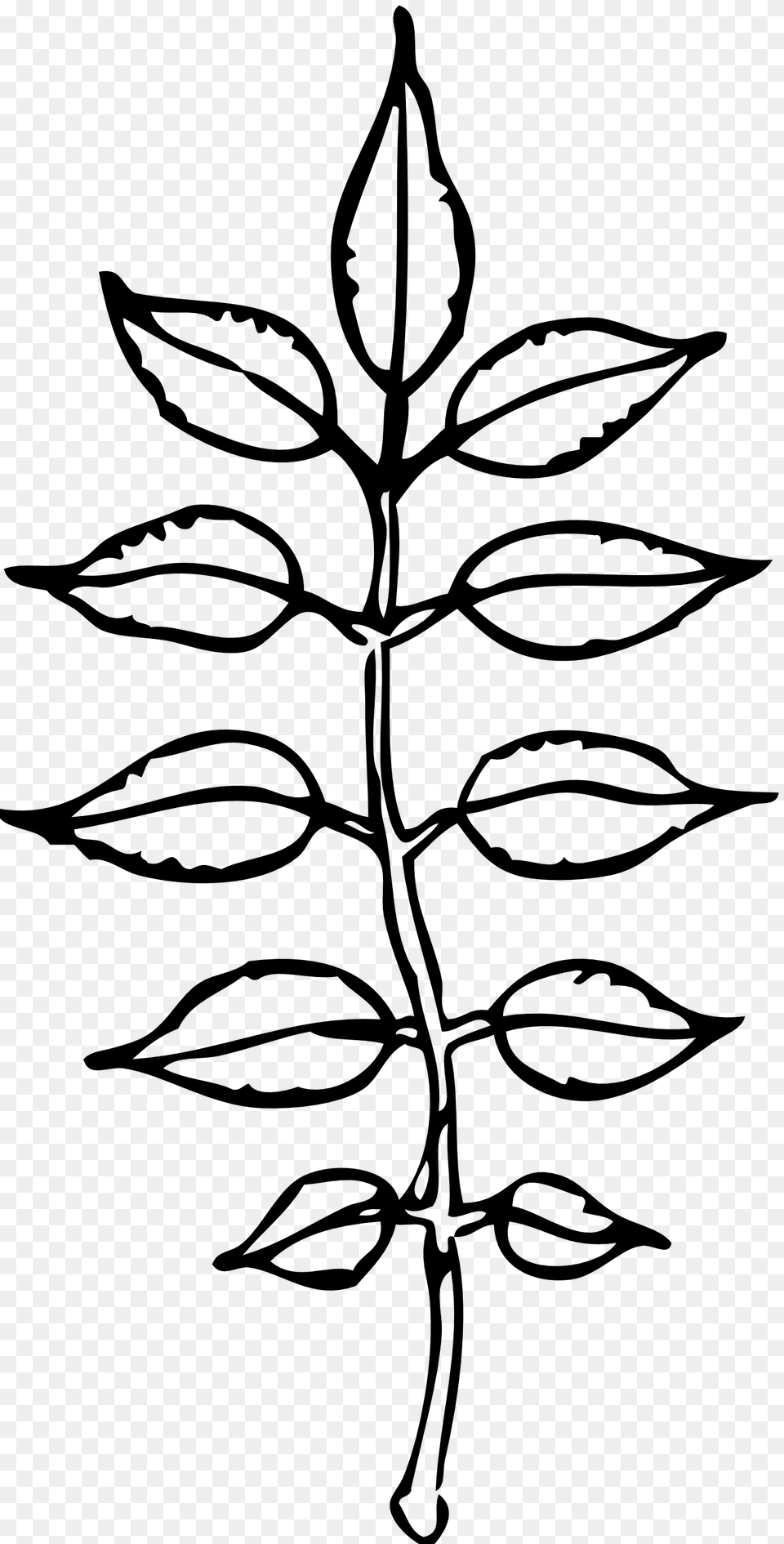 Fall Leaf Clipart Black And White, Green, Plant, Herbs, Herbal Png