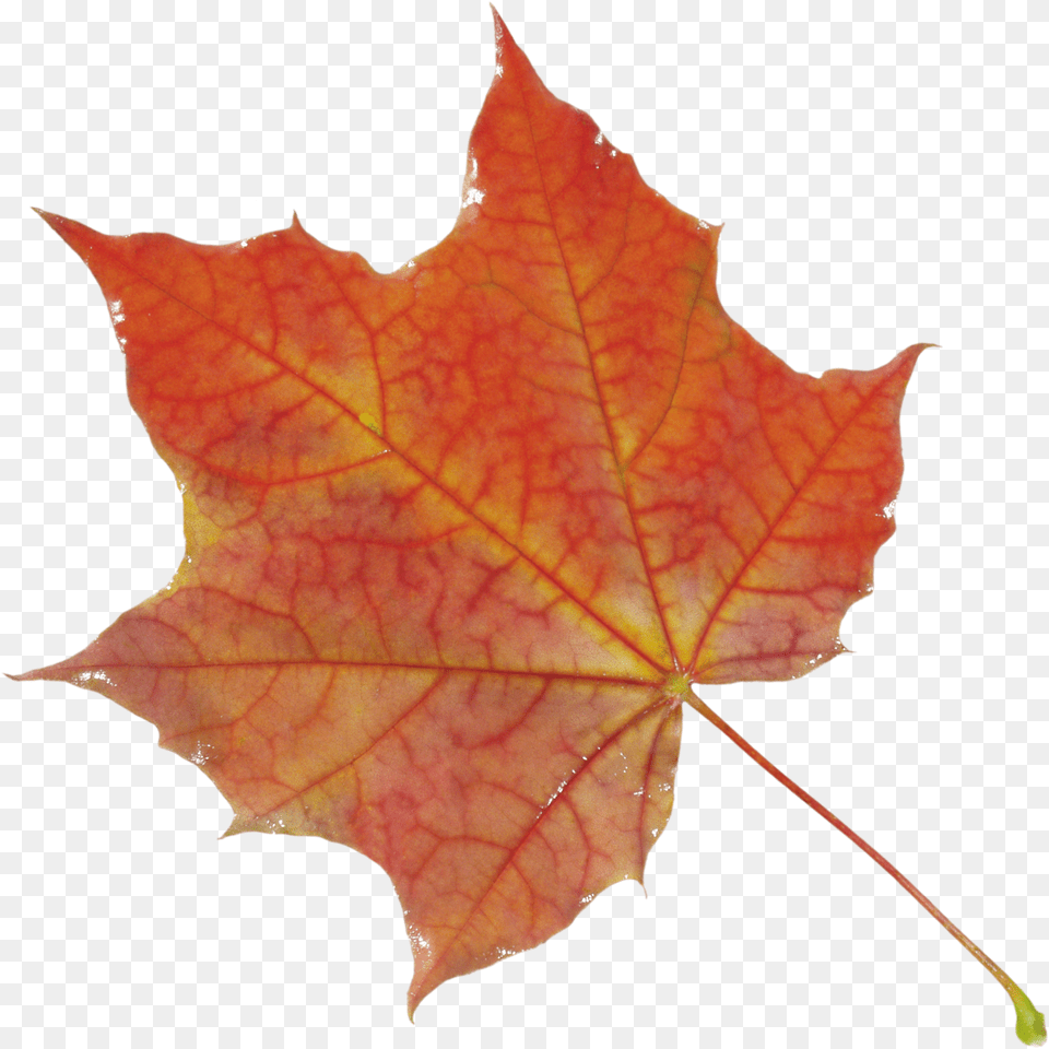 Fall Leaf Hd Leaves Png Image