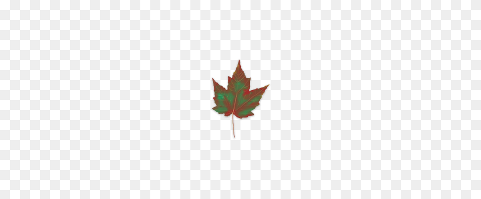 Fall Leaf Identifier Leaves And Fall Foliage Of New York, Maple Leaf, Plant, Tree Free Png