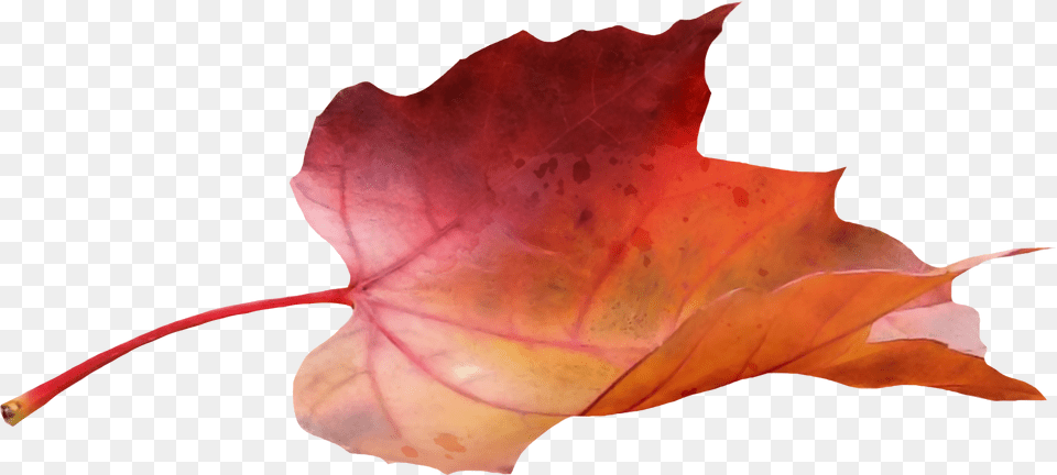 Fall Leaf Side View, Plant, Tree, Maple Leaf, Maple Free Png Download
