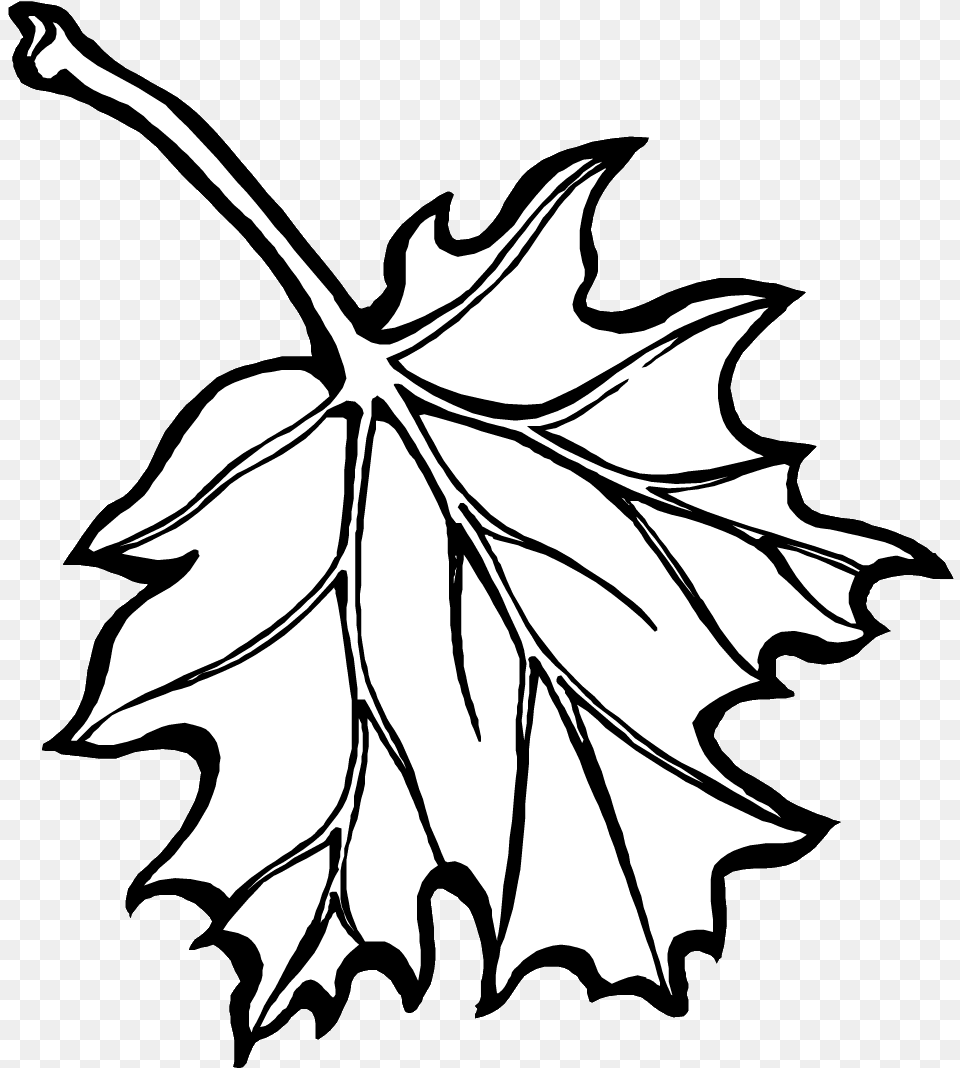 Fall Leaf Sketch, Plant, Maple Leaf, Person, Tree Png