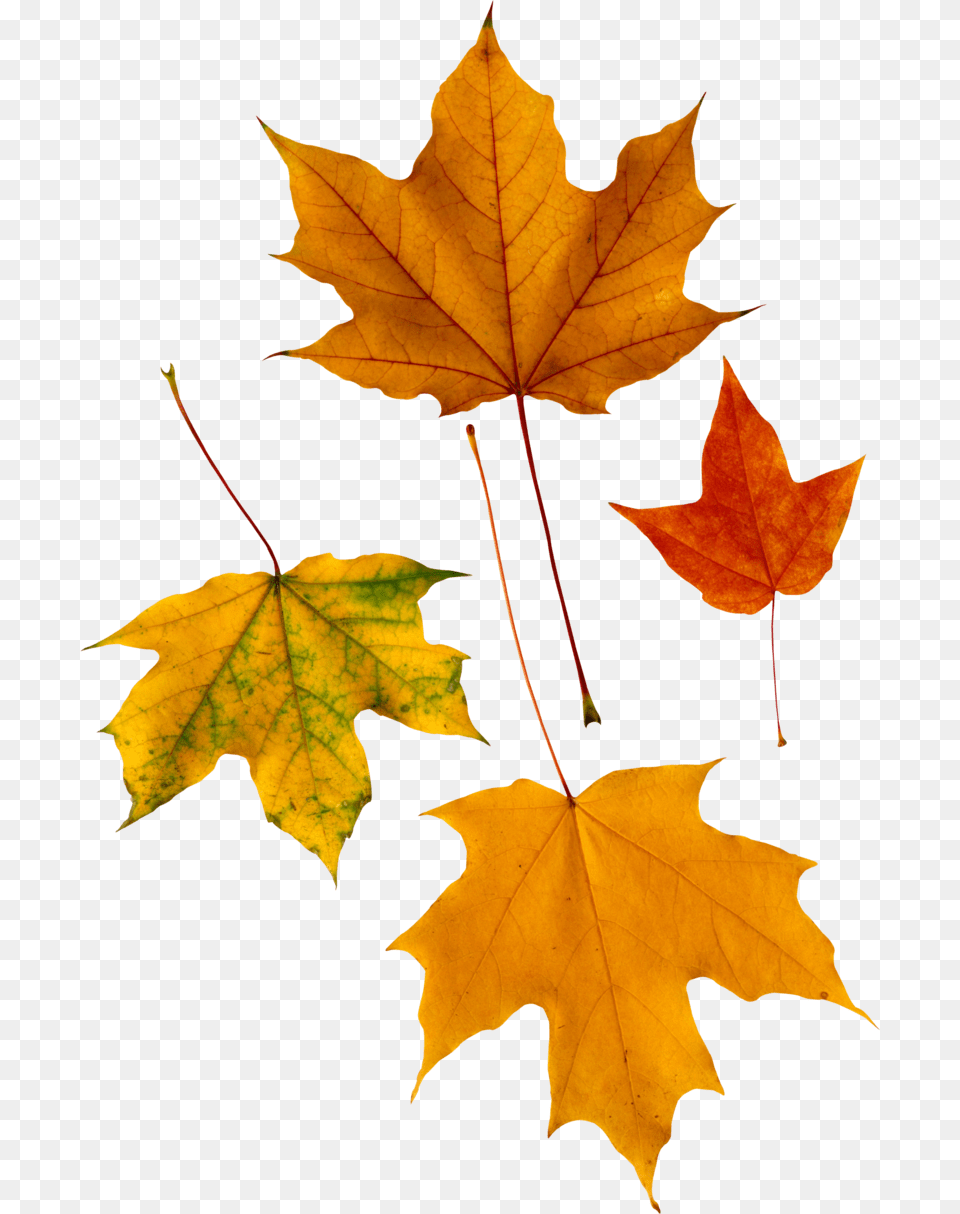 Fall Leaf Stickers, Maple, Plant, Tree, Maple Leaf Png Image