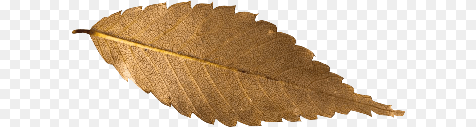 Fall Leaf Transparent Background, Plant, Tree Free Png