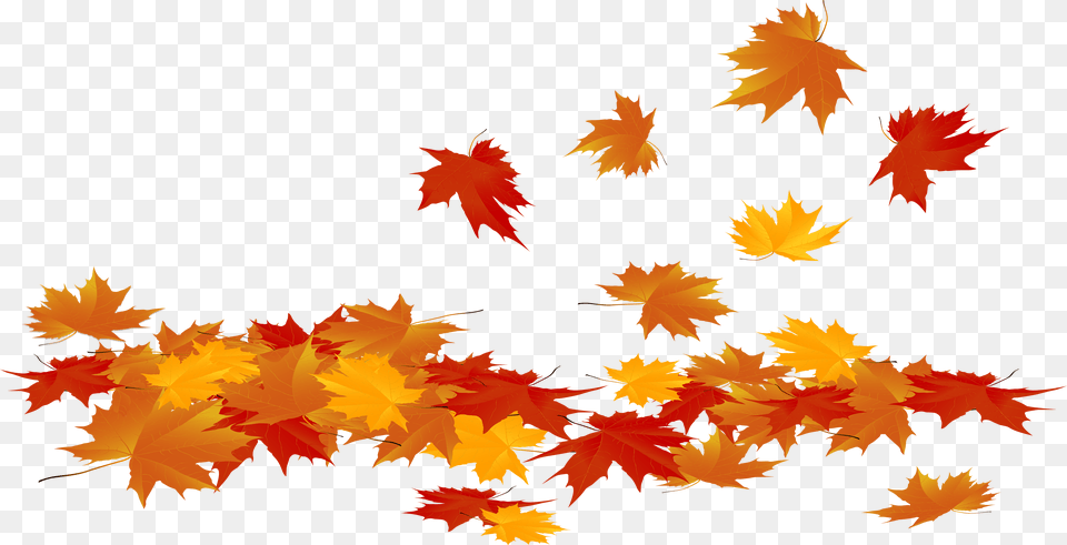 Fall Leave, Leaf, Maple, Plant, Tree Free Transparent Png