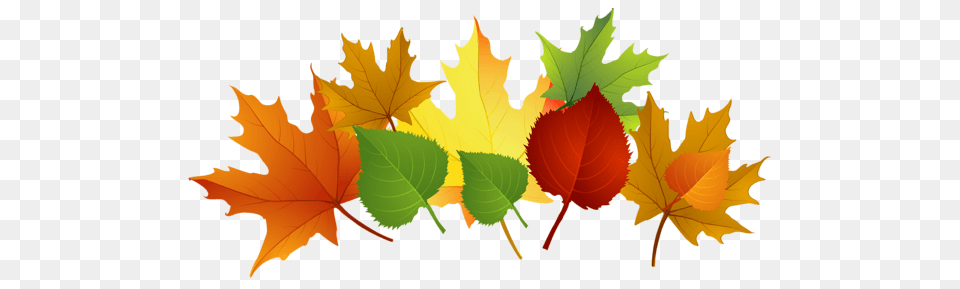 Fall Leaves, Leaf, Plant, Tree, Maple Leaf Free Transparent Png
