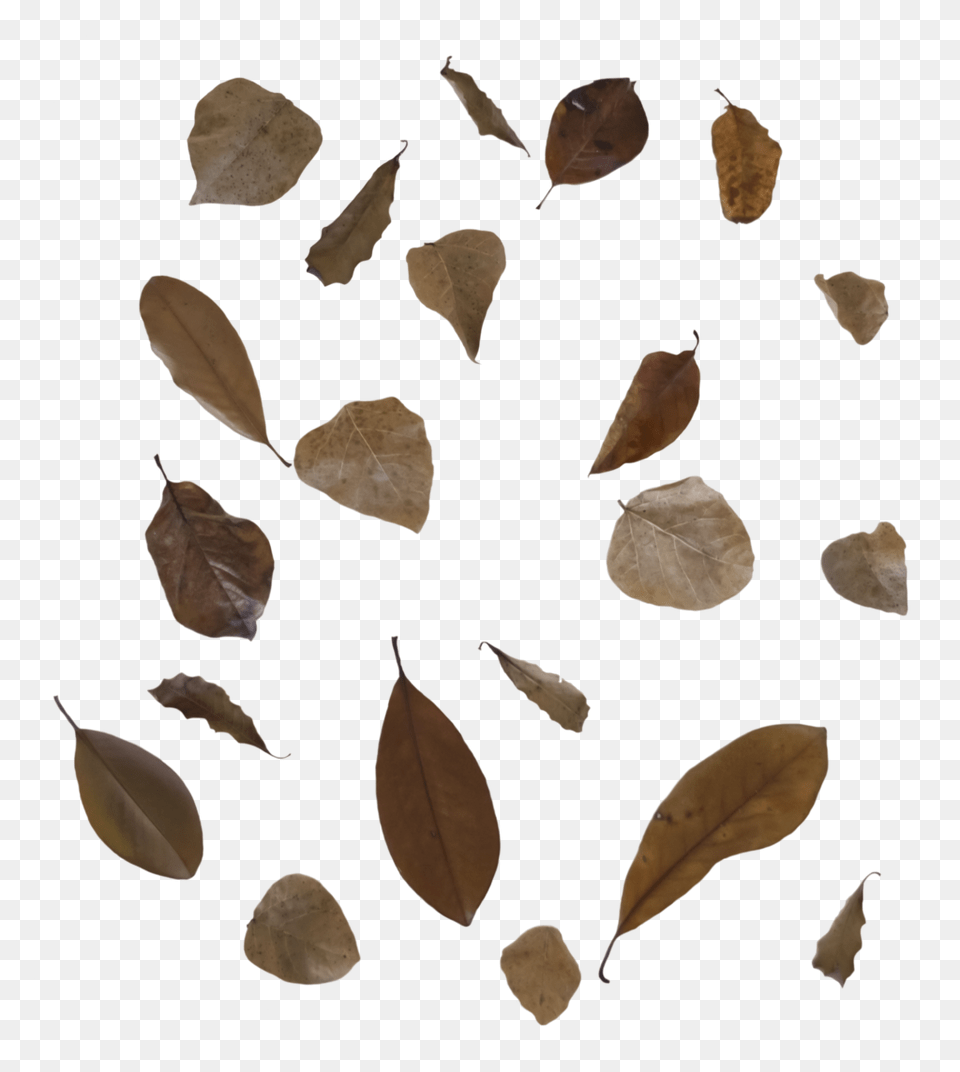 Fall Leaves 3 Free To Use By Kibblywibbly D9anpwp Fall Brown Leaf, Plant, Flower, Petal, Weapon Png Image