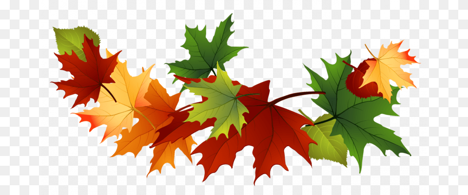 Fall Leaves, Leaf, Plant, Tree, Maple Free Png Download
