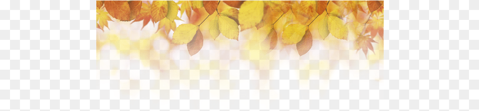 Fall Leaves Autumn, Leaf, Plant, Tree, Sunlight Free Png Download