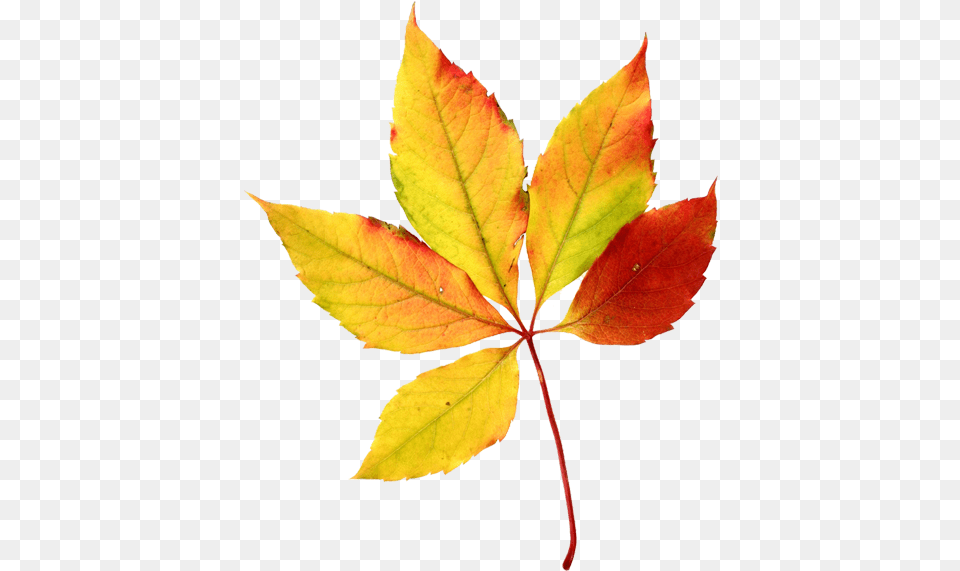 Fall Leaves Autumn Leaves Watercolor Sini Ezer Hojas Transparent Background Fall Leaves Clip Art, Leaf, Plant, Tree, Maple Free Png Download