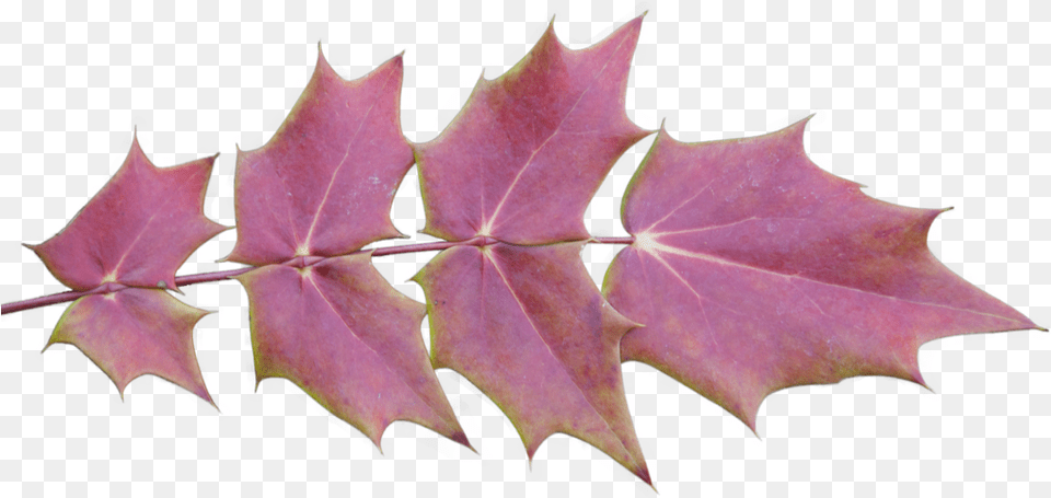 Fall Leaves Background, Leaf, Maple, Plant, Tree Png Image