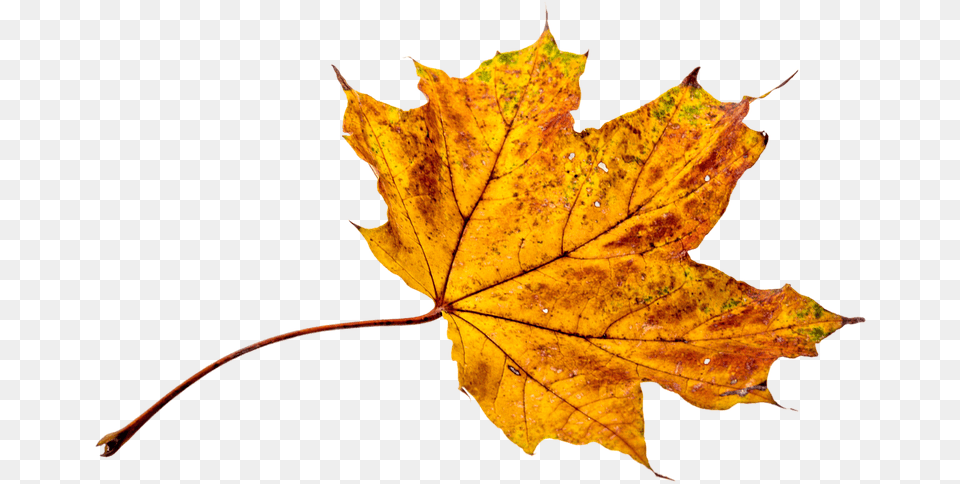 Fall Leaves Background, Leaf, Plant, Tree, Maple Png Image