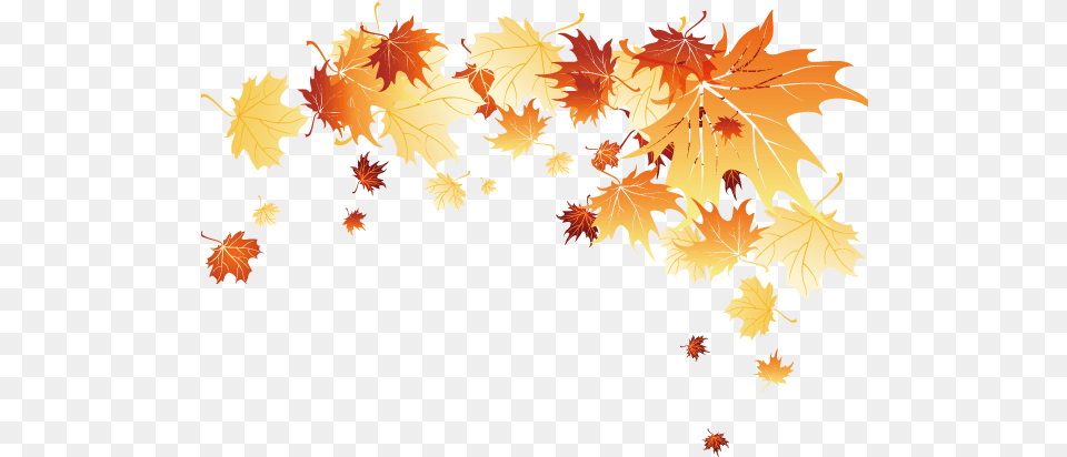 Fall Leaves Background Autumn Leaves Falling, Leaf, Plant, Tree, Maple Free Transparent Png