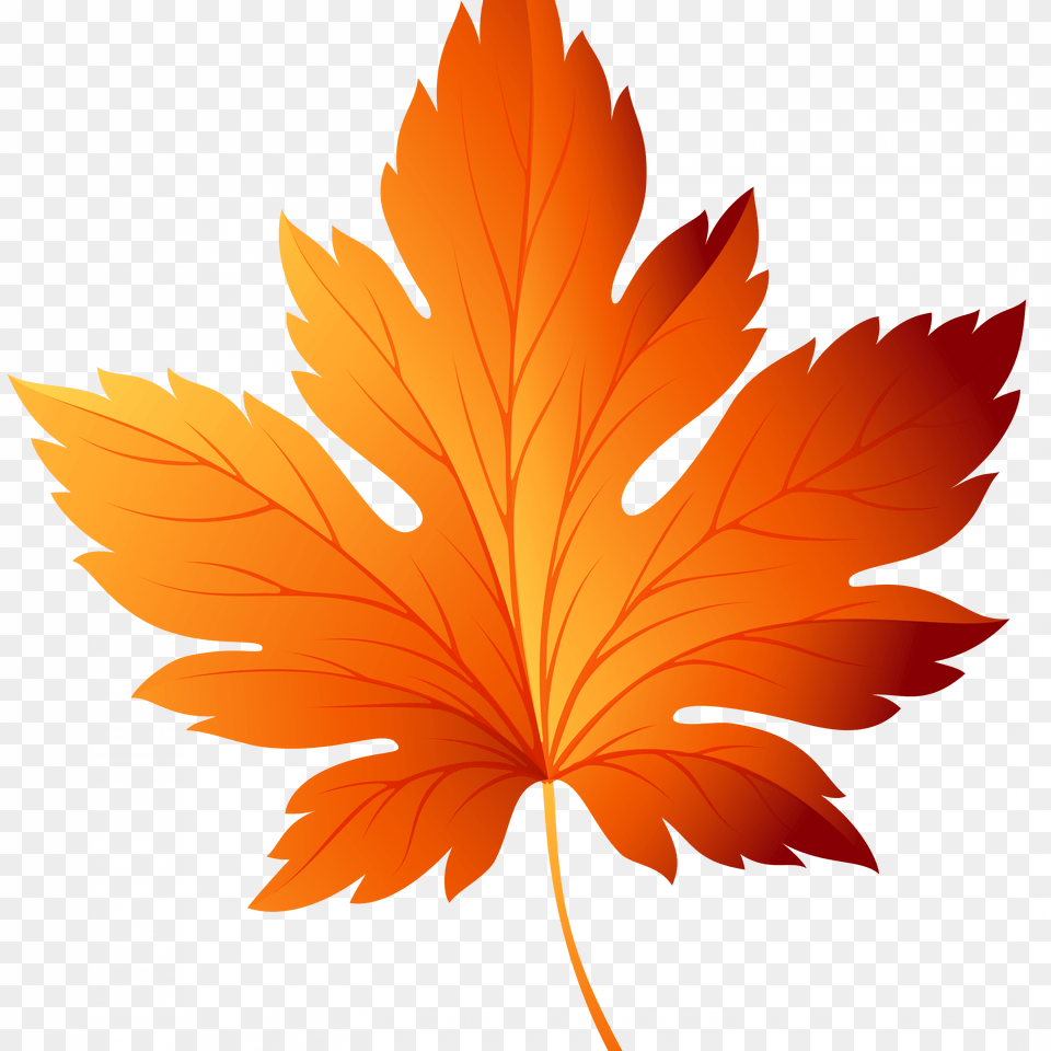 Fall Leaves Background Clipart Clip Art Fall Leaf, Plant, Tree, Maple Leaf Free Png Download
