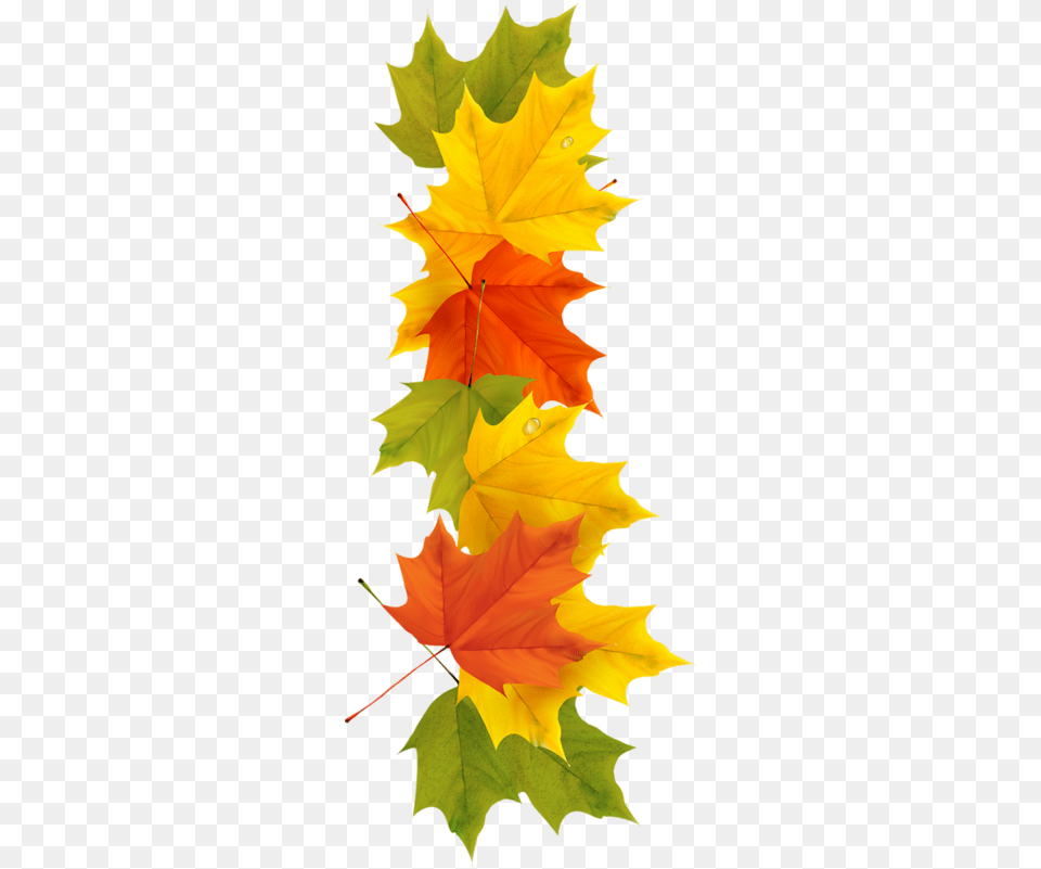 Fall Leaves Border Autumn Trail Clip Art Hd Orange Leaf White Background, Plant, Tree, Maple, Maple Leaf Free Png Download