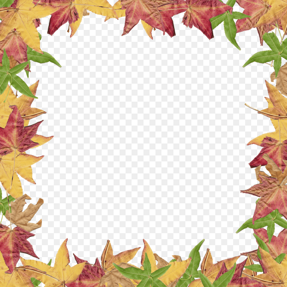 Fall Leaves Border Clip Art Football Clipart, Leaf, Plant, Tree, Maple Png