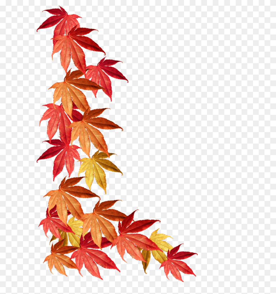 Fall Leaves Border Clipart Clip Art Football, Leaf, Maple, Plant, Tree Png