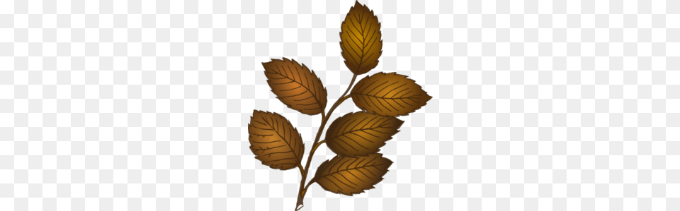 Fall Leaves Branch Clip Art, Leaf, Plant, Person, Ball Png