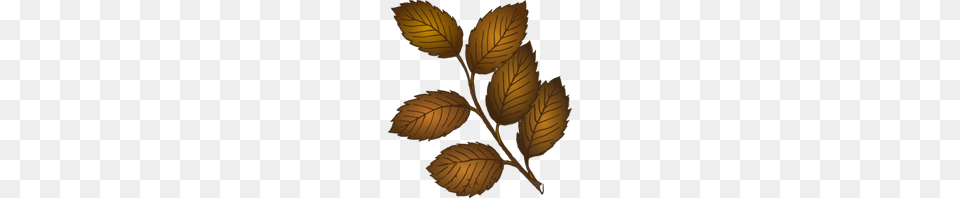 Fall Leaves Branch Clip Art For Web, Leaf, Plant, Herbal, Herbs Free Png Download