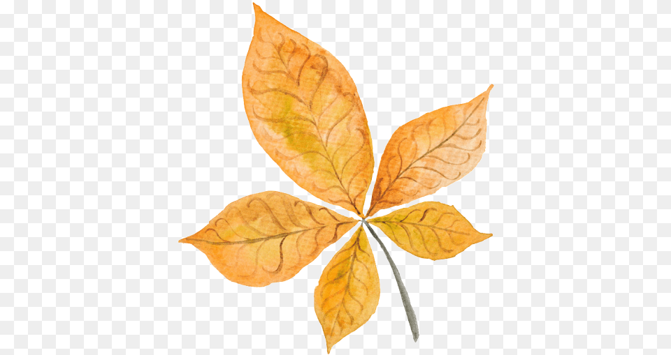 Fall Leaves Bullet Journal, Leaf, Plant, Tree Png
