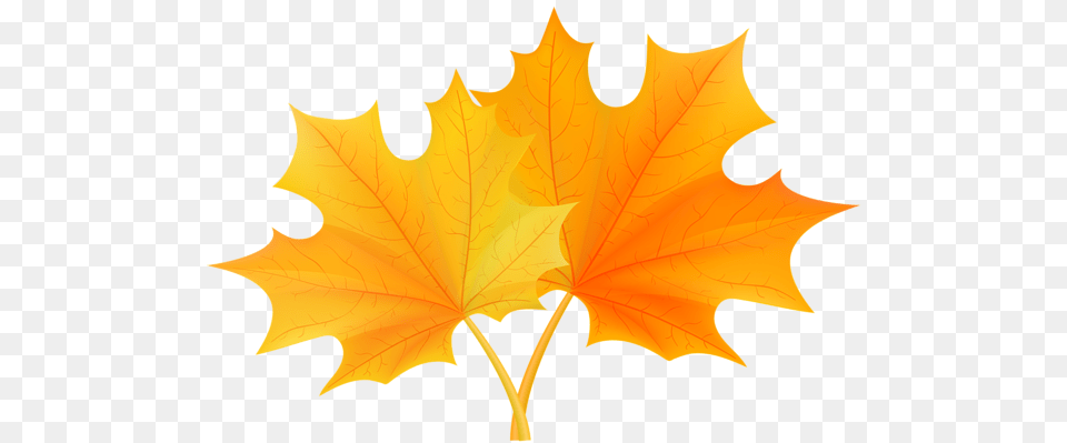 Fall Leaves Clip, Leaf, Plant, Tree, Maple Leaf Png Image