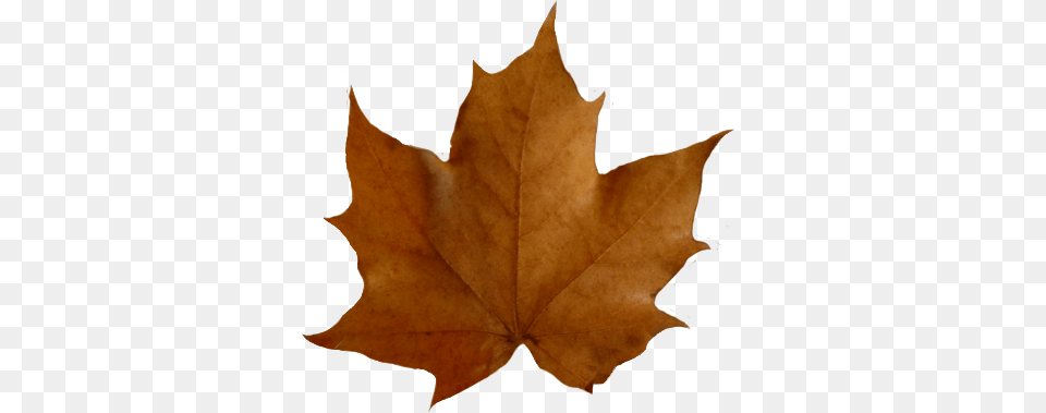 Fall Leaves Clip Art, Leaf, Plant, Tree, Maple Leaf Png Image