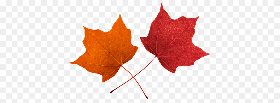 Fall Leaves Clip Art, Leaf, Plant, Tree, Maple Free Png Download