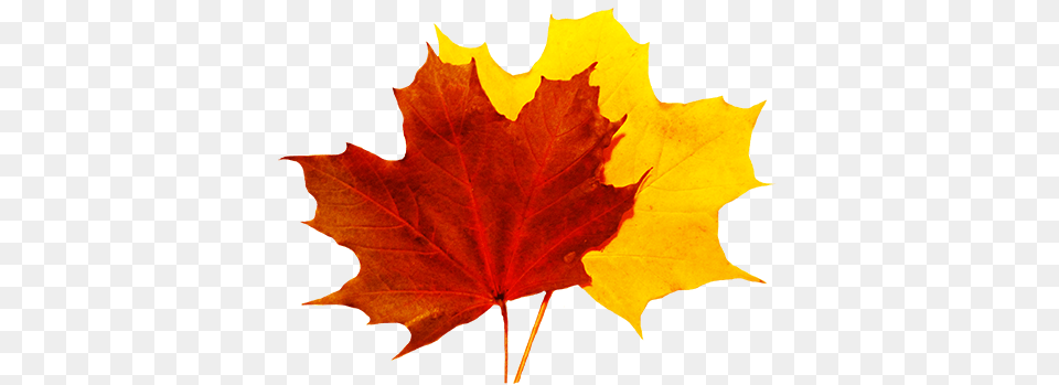 Fall Leaves Clip Art, Leaf, Plant, Tree, Maple Png
