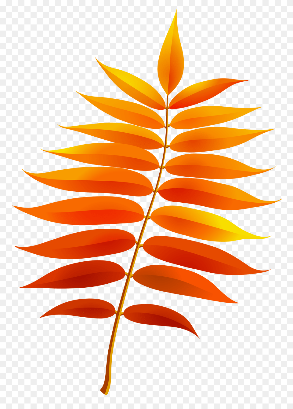 Fall Leaves Clip Art, Leaf, Plant, Tree Png