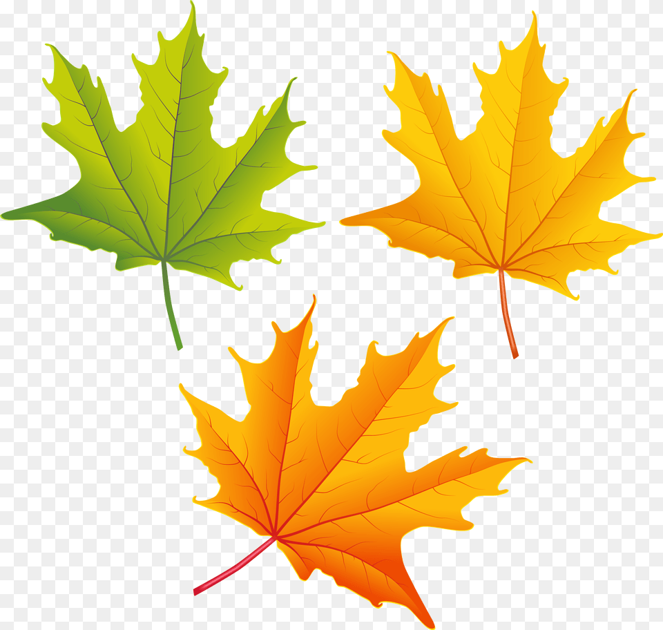 Fall Leaves Clip Art Autumn Leaves Clipart, Leaf, Plant, Tree, Maple Free Png Download