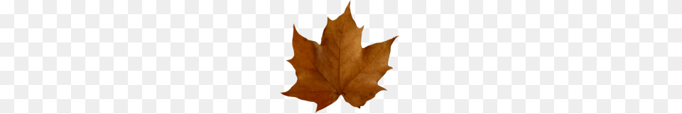 Fall Leaves Clip Art Beautiful Autumn Clipart, Leaf, Plant, Tree, Maple Leaf Free Png Download