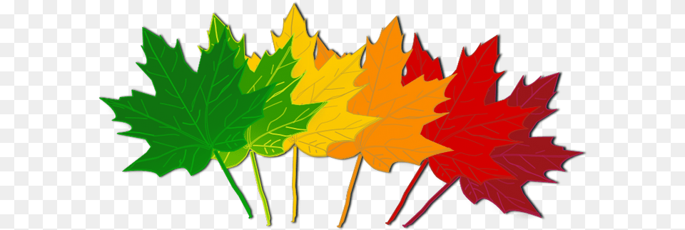 Fall Leaves Clip Art Beautiful Autumn Clipart 3 Image Leaves Change Color Clipart, Leaf, Plant, Tree, Maple Free Png