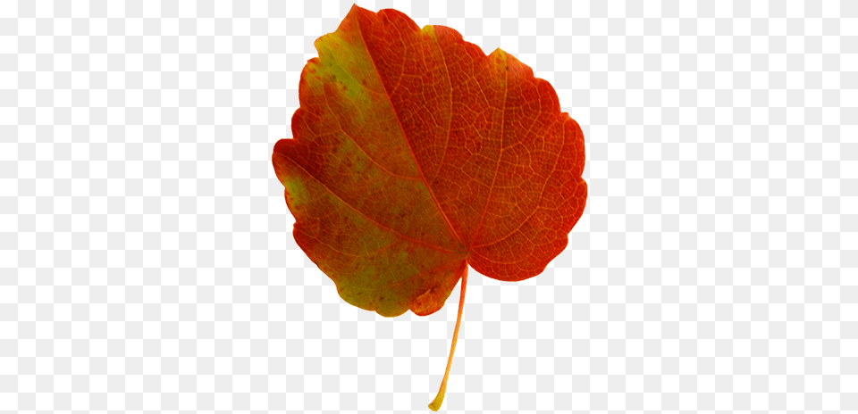 Fall Leaves Clip Art Beautiful Autumn Clipart U0026 Graphics Autumn Leaf Green And Red, Plant, Tree, Maple Leaf, Maple Free Transparent Png