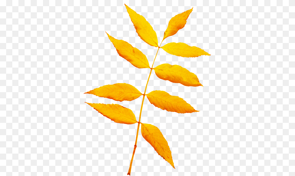 Fall Leaves Clip Art Beautiful Autumn Clipart U0026 Graphics Hojas De Arbol Color Amarillo, Leaf, Plant, Tree Free Transparent Png