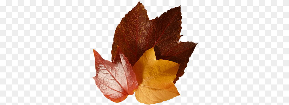 Fall Leaves Clip Art Beautiful Autumn Clipart U0026 Graphics Maple Leaf, Plant, Tree, Maple Leaf Png
