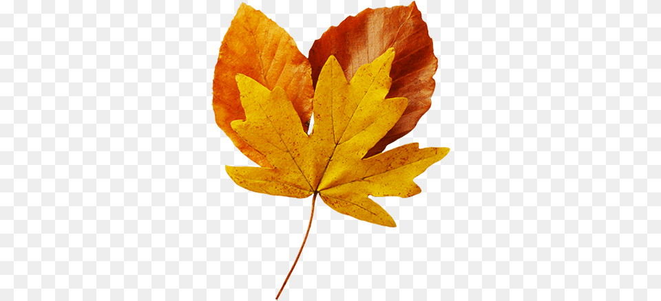 Fall Leaves Clip Art Beautiful Autumn Clipart U0026 Graphics Realistic Autumn Leaves Background, Leaf, Plant, Tree, Maple Leaf Free Transparent Png