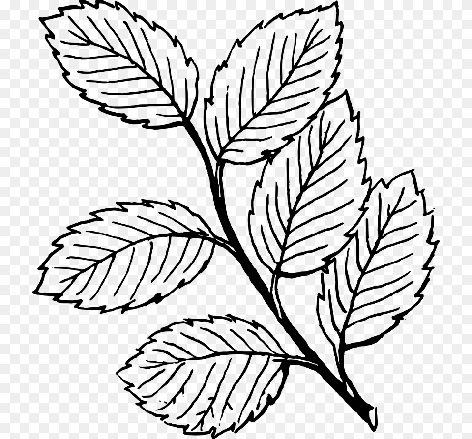 Fall Leaves Clip Art Black And White, Gray Png Image
