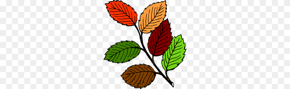Fall Leaves Clip Art For Web, Leaf, Plant, Tree Free Png Download