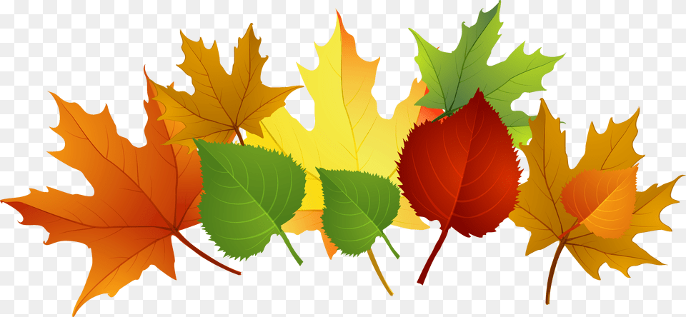 Fall Leaves Clip Art Free Leaves Clipart Falling Autumn, Leaf, Plant, Tree, Maple Leaf Png