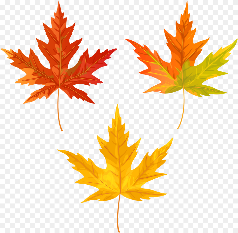 Fall Leaves Clip Art Is Available For, Leaf, Plant, Tree, Maple Png Image